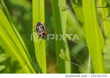 Longfish clinging to grass Longfish clinging to grass 101561435