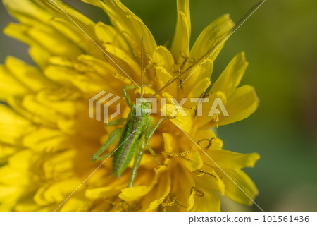 Tettigonia orientalis larvae on dandelions 101561436
