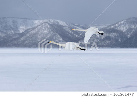 大天鵝夫婦在北海道屈斜路湖飛行 101561477