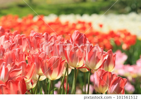 鬱金香,紅色鬱金香,盛開的鬱金香 鬱金香,紅色鬱金香,盛開的鬱金香 101561512