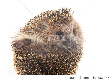Erinaceus europaeus. Common European hedgehog on a white background Erinaceus europaeus. Common European hedgehog on a white background 101562146