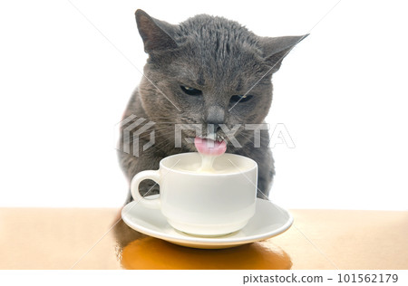 Gray cat drinks fresh milk from a white cup. homemade breakfast concept with favorite animal Gray cat drinks fresh milk from a white cup. homemade breakfast concept with favorite animal 101562179