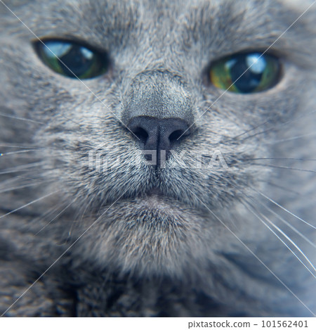 Portrait of a gray cat close-up 101562401