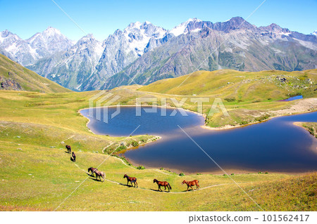 the horse walking on the grass near the lake with mountains in the background. the horse walking on the grass near the lake with mountains in the background. 101562417