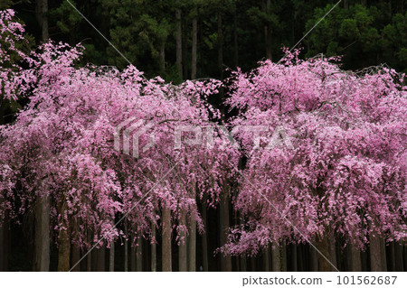 Takeda no Sato with weeping cherry blossoms in full bloom 101562687