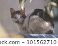 stray cat staring 101562710