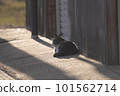 Scenery with a sleeping stray cat 101562714