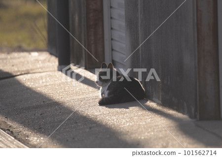 Scenery with a sleeping stray cat 101562714