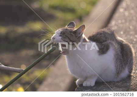 screaming stray cat 101562716