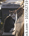 Stray cats to look back on 101562719