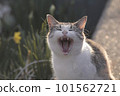 stray cat with big mouth 101562721