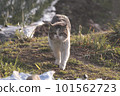 Walking stray cat 101562723