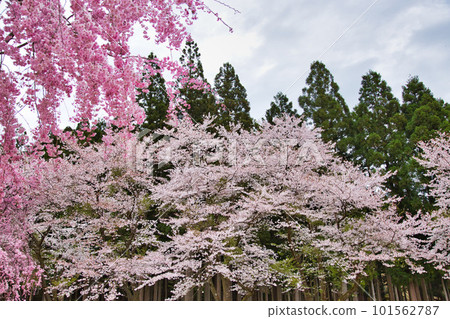 Takeda no Sato with weeping cherry blossoms in full bloom 101562787