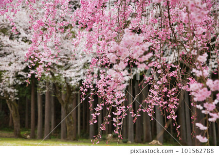 Takeda no Sato with weeping cherry blossoms in full bloom Takeda no Sato with weeping cherry blossoms in full bloom 101562788