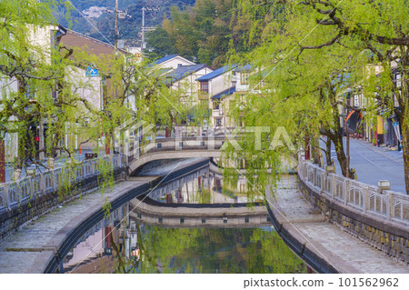 The townscape of Kinosaki Onsen in the early morning, the tasteful weeping willows 101562962