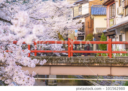 Kinosaki Onsen early in the morning around Kiyamachi Street Cherry blossoms in full bloom Kinosaki Onsen early in the morning around Kiyamachi Street Cherry blossoms in full bloom 101562980
