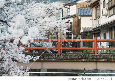 Kinosaki Onsen early in the morning around Kiyamachi Street Cherry blossoms in full bloom Kinosaki Onsen early in the morning around Kiyamachi Street Cherry blossoms in full bloom 101562981