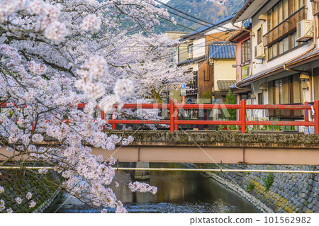 清晨的城崎溫泉木屋町街周邊櫻花盛開 101562982