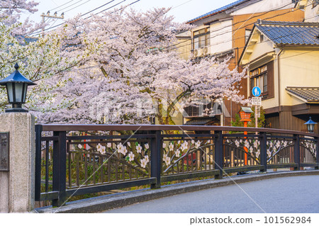 城崎溫泉清晨木屋町街周邊，櫻花橋，櫻花盛開 101562984
