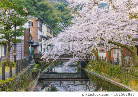 清晨的城崎溫泉 木屋町街周邊 從櫻橋看到的櫻花盛開 101562985