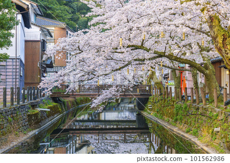 清晨的城崎溫泉 木屋町街周邊 從櫻橋看到的櫻花盛開 101562986