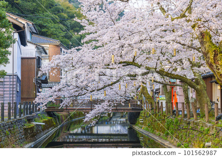 清晨的城崎溫泉 木屋町街周邊 從櫻橋看到的櫻花盛開 101562987