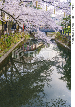 清晨的城崎溫泉木屋町街周邊盛開的櫻花倒映在水面上 101562990