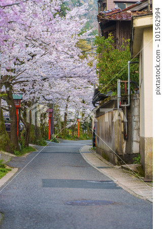 清晨的城崎溫泉木屋町街周邊櫻花樹盛開 101562994