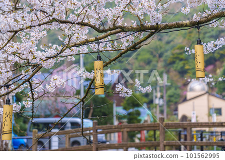 清晨的城崎溫泉木屋町街周邊櫻花樹盛開 101562995