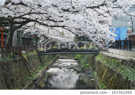 Kinosaki Onsen early in the morning around Kiyamachi Street Cherry blossom trees in full bloom 101562998