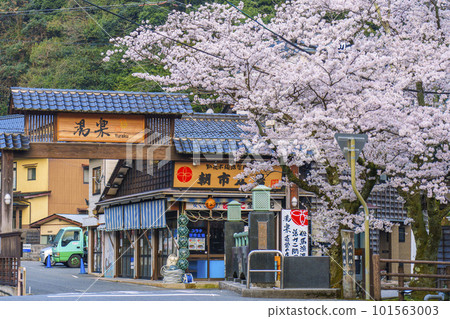 清晨城崎溫泉月見橋周圍櫻花盛開 101563003