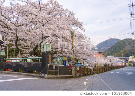Cherry trees in full bloom around Tsukimi Bridge in the early morning at Kinosaki Onsen 101563004