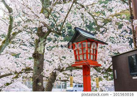 Kinosaki Onsen in the early morning, cherry blossoms in full bloom and wooden lanterns 101563016