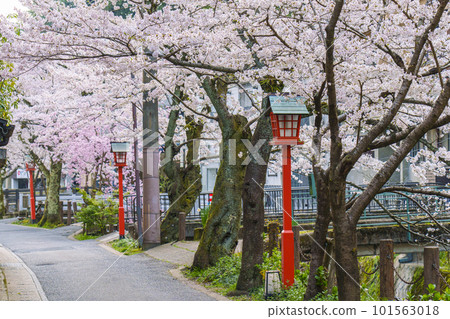 清晨的城崎溫泉木屋町街周邊櫻花樹盛開 101563018