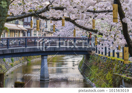 清晨的城崎溫泉木屋町街周邊櫻花樹盛開 101563019