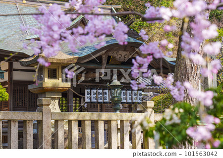 Kinosaki Onsen hot spring tour Weeping cherry tree and Shisho Shrine Kinosaki Onsen hot spring tour Weeping cherry tree and Shisho Shrine 101563042