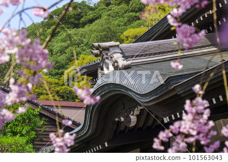 Kinosaki Onsen Sotoyu Tour Weeping Cherry Trees and Gosho no Yu Kinosaki Onsen Sotoyu Tour Weeping Cherry Trees and Gosho no Yu 101563043