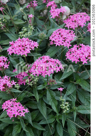 Pentas Pentas 101563066