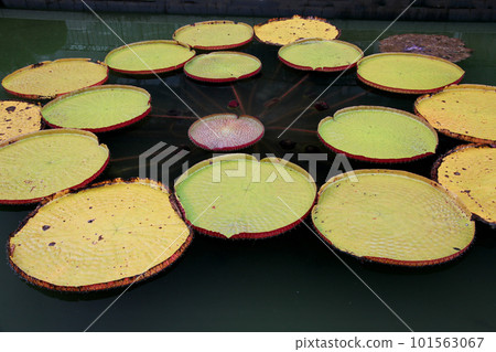 Ohio Bonus 101563067