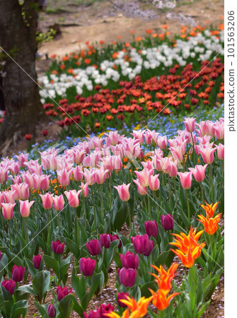 Fire Mountain Park Turkish Tulip Garden 101563206