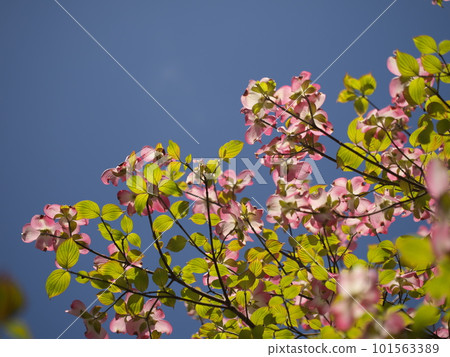 初夏盛開的紅山茱萸花 101563389