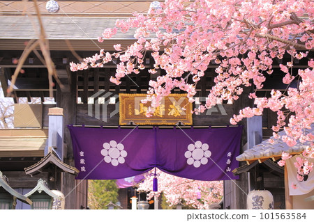 Shrine with cherry blossoms in full bloom 101563584