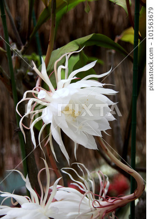 Lunar New Year's Flower Lunar New Year's Flower 101563679