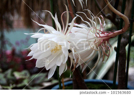 Lunar New Year's Flower Lunar New Year's Flower 101563680