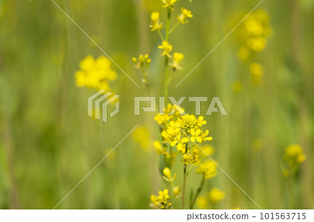 Pastel colors of rape blossoms shining in the spring light Pastel colors of rape blossoms shining in the spring light 101563715