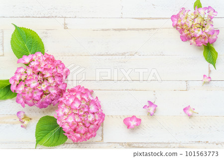 粉色繡球花相框 101563773