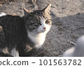 Stray cats looking up 101563782