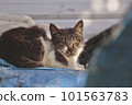 stray cat staring 101563783