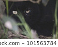staring black stray cat 101563784