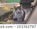 stray cat staring 101563787